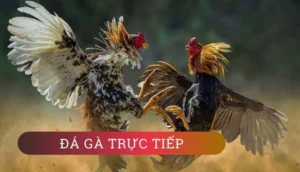 Cách Chơi Đá Gà GA28 Tại QH88: Trải Nghiệm Chuyên Nghiệp