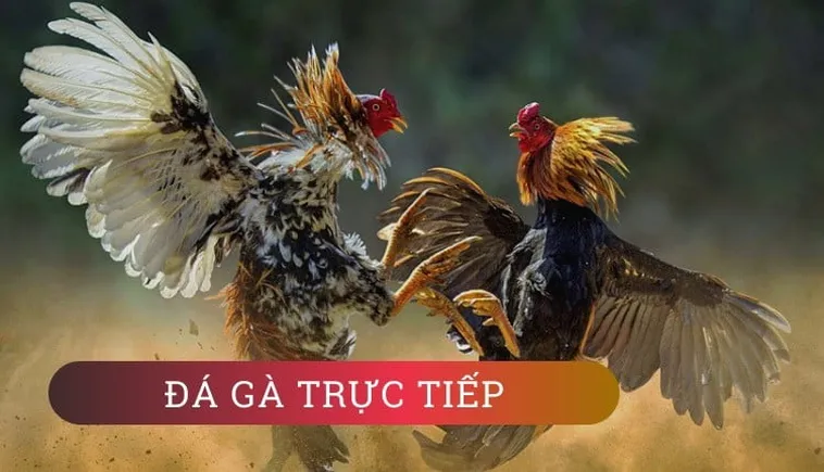 Cách Chơi Đá Gà GA28 Tại QH88: Trải Nghiệm Chuyên Nghiệp
