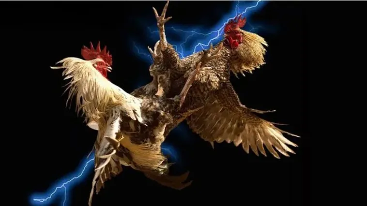 Cách Chơi Đá Gà Sabong Tại QH88: Trải Nghiệm Quốc Tế