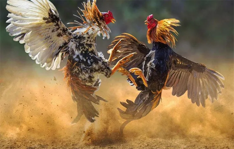 Đá Gà QH88: Điểm Đến Giải Trí Hấp Dẫn Cho Người Đam Mê